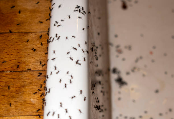 Best Pest Prevention Services  in Valley View, PA