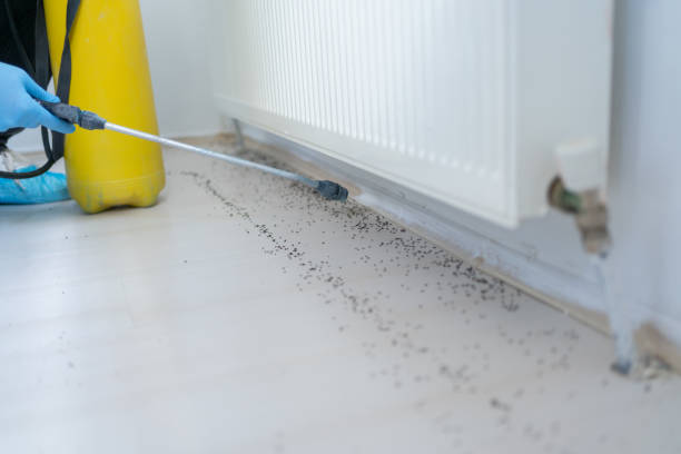 Best Ant Control Services  in Valley View, PA